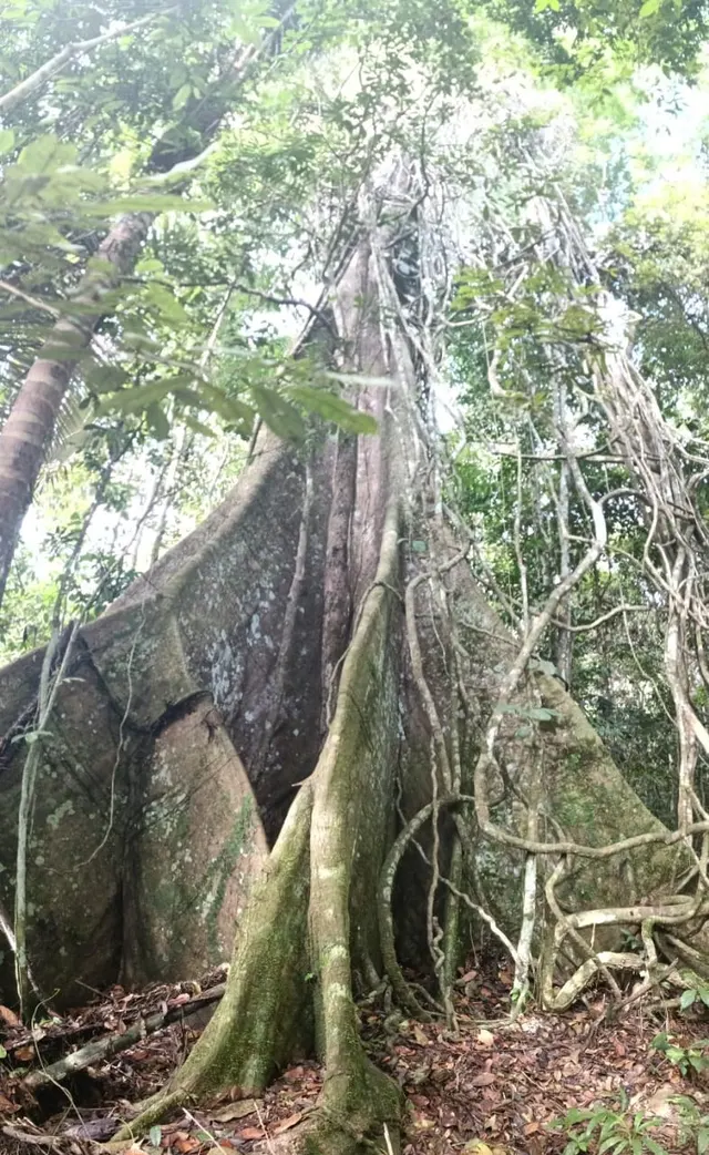 Gran árbol de ceiba en la selva de Naturalia