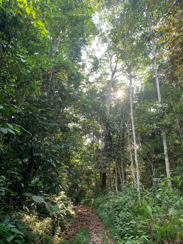 Sendero de la selva con rayos de sol entre los árboles