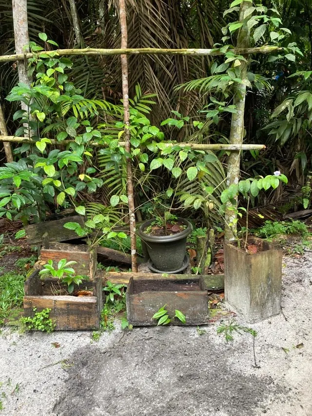 Plantas medicinales en el vivero de Naturalia, Iquitos