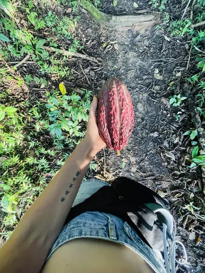 Fruto de cacao en la selva peruana