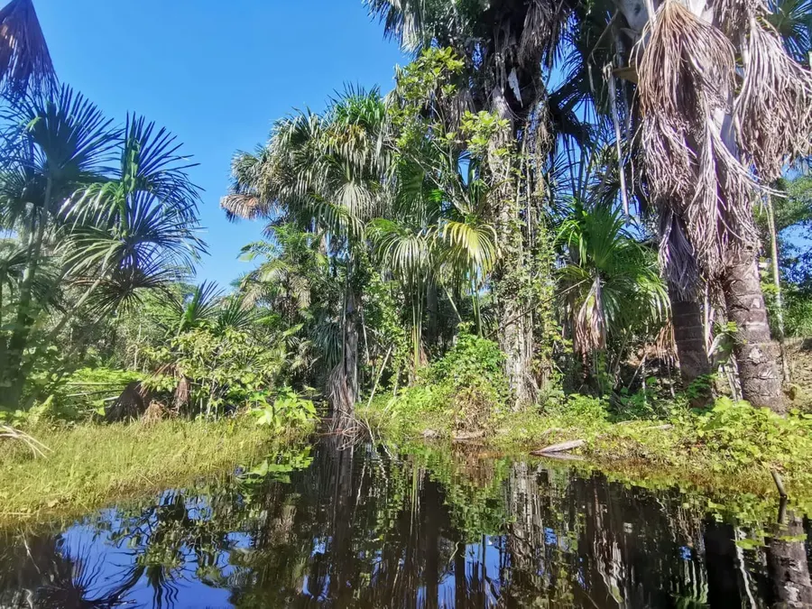 Laguna rodeada de vegetación en Naturalia